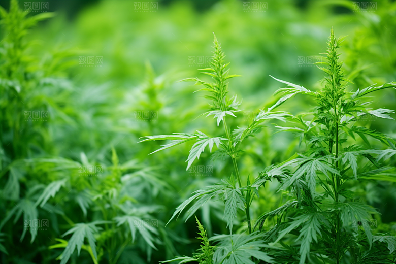 艾草美食中式糕点摄影图