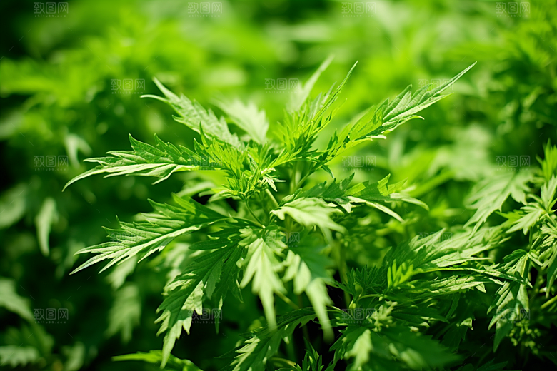 艾草青团传统文化摄影图