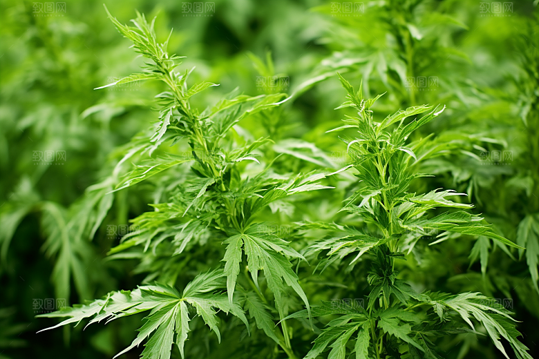 艾草糯米团清明摄影图