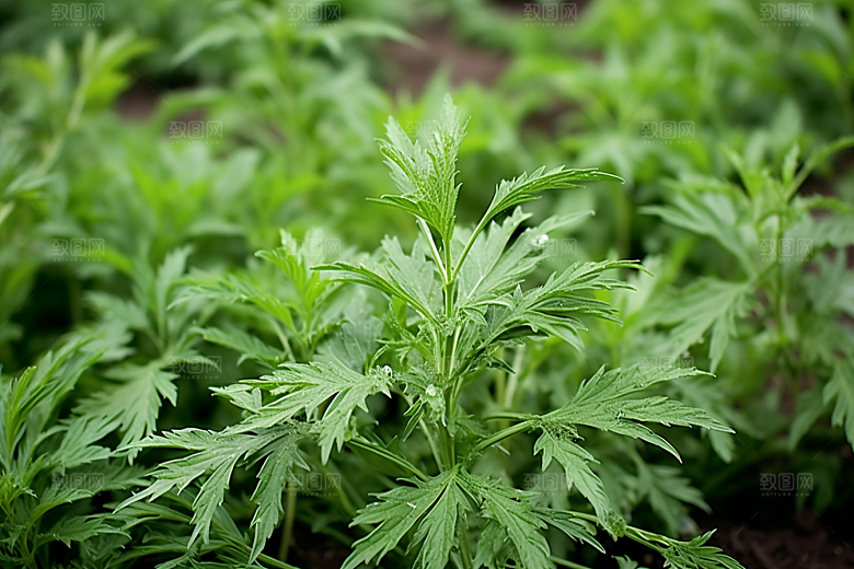 艾草美食清明摄影图