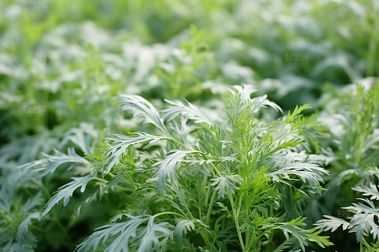 艾草中式糕点传统文化摄影图