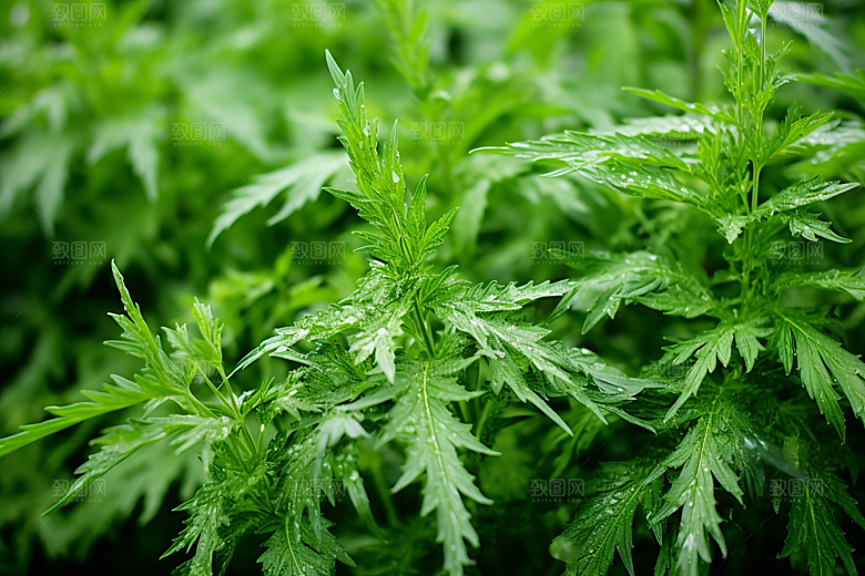 艾草高清美食摄影图