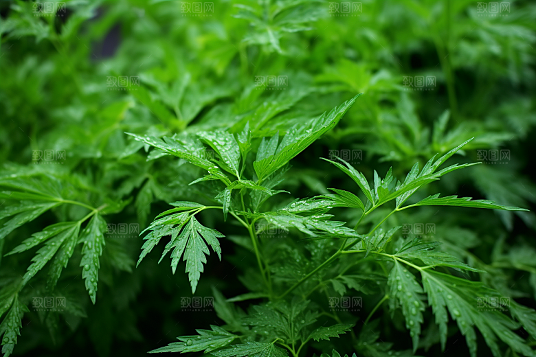艾草传统文化糯米团摄影图