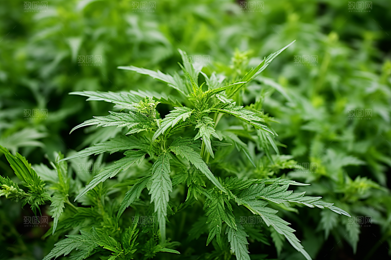 艾草清明糯米团摄影图