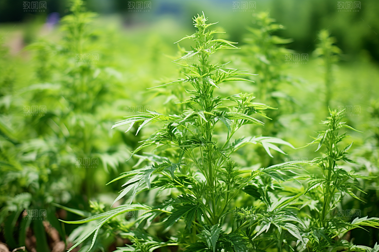 艾草蒿草清明摄影图