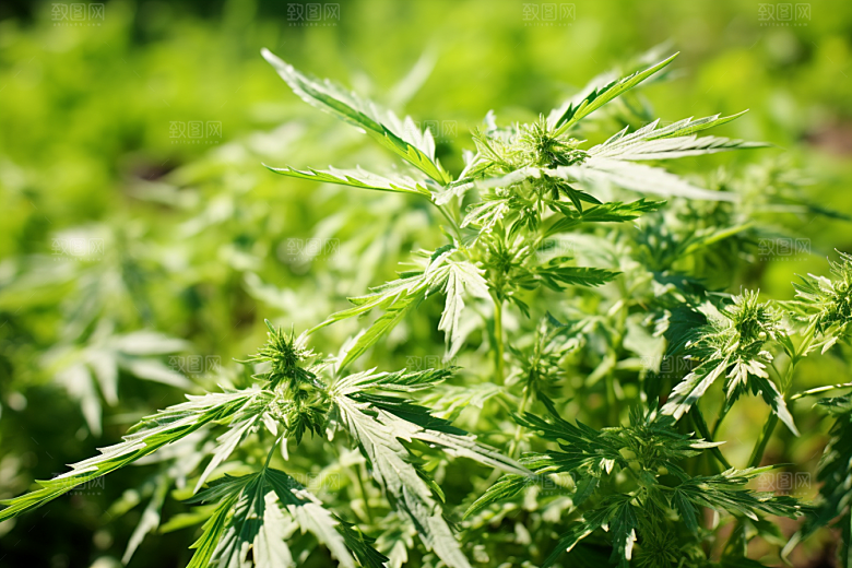 艾草蒿草艾叶摄影图