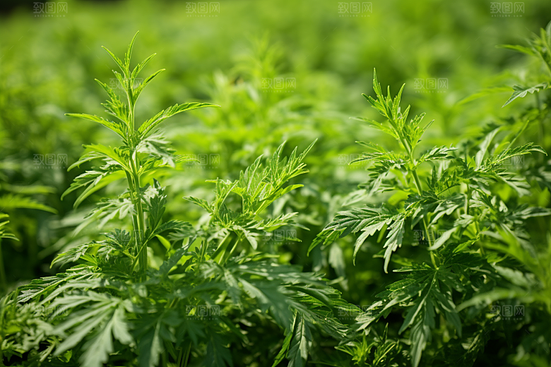 艾草传统文化高清摄影图