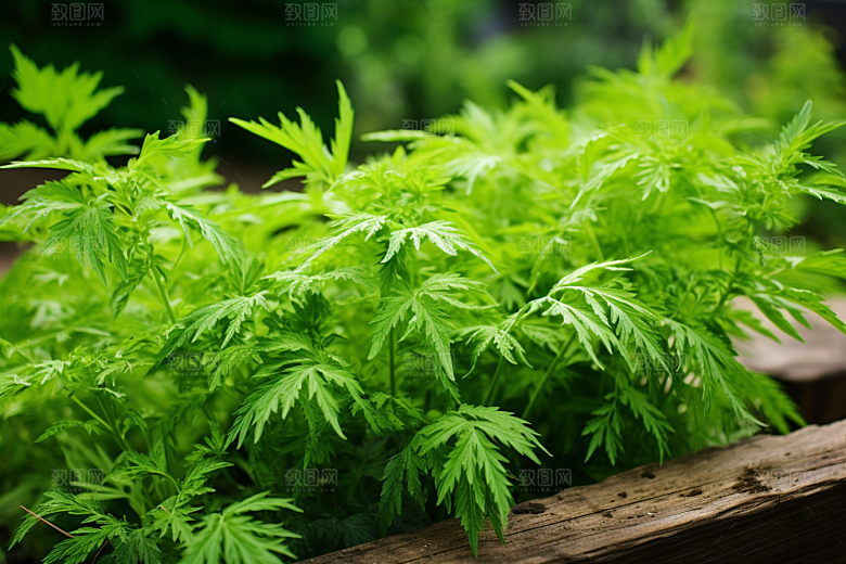 艾草中式糕点艾叶摄影图