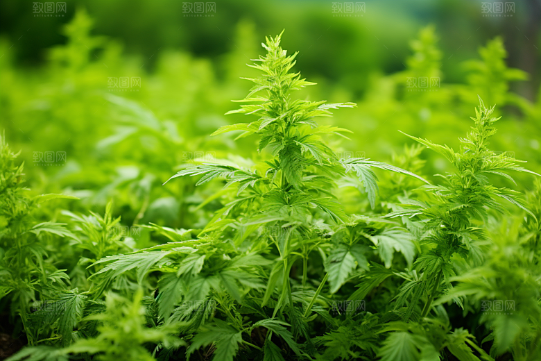 艾草青团清明摄影图