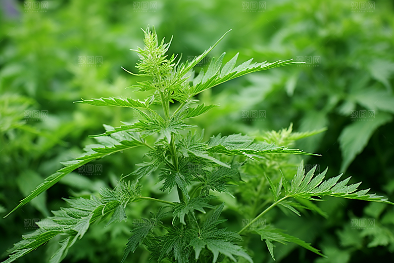 艾草蒿草美食摄影图