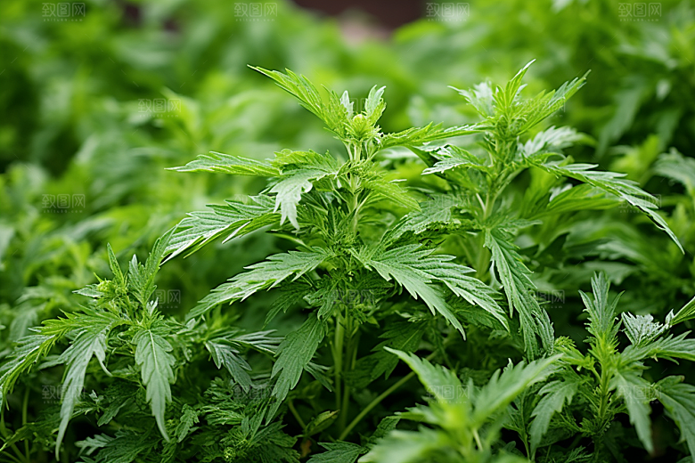 艾草蒿草美食摄影图