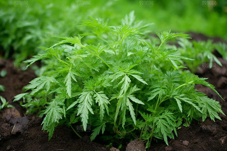 艾草糯米团蒿草摄影图