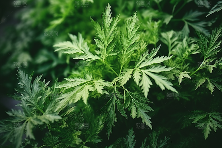艾草艾叶高清摄影图