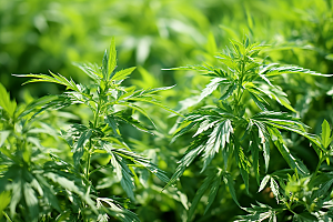 艾草糯叽叽艾叶摄影图