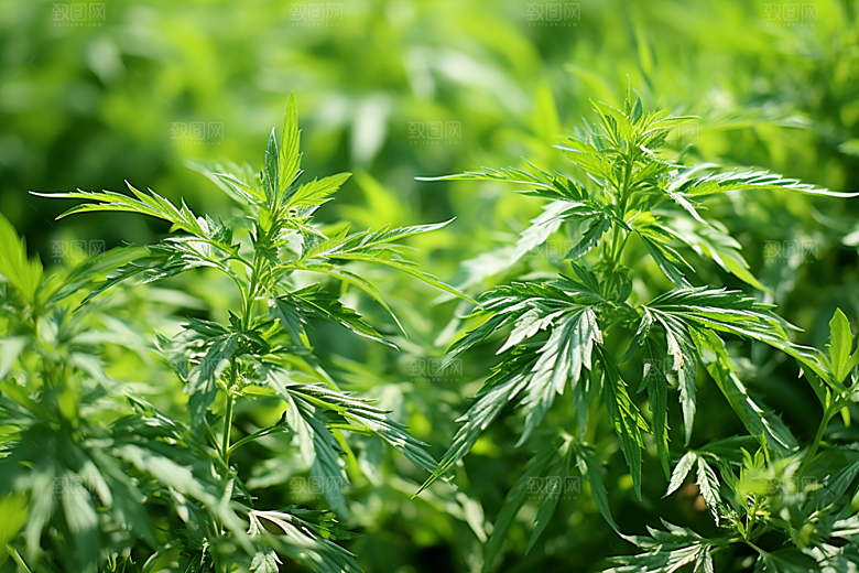 艾草糯叽叽艾叶摄影图