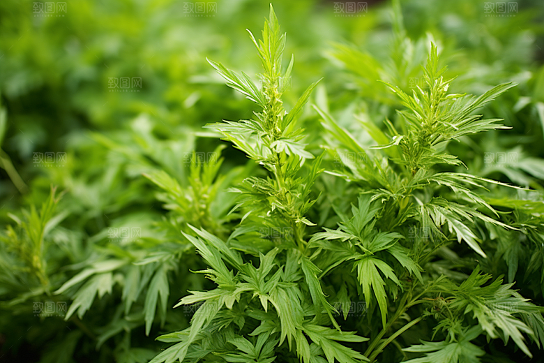 艾草高清糯米团摄影图