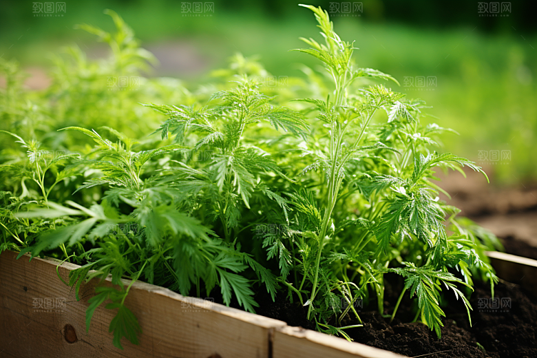 艾草美食清明摄影图