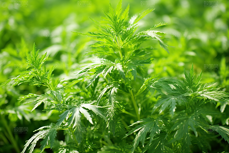 艾草艾叶糯叽叽摄影图