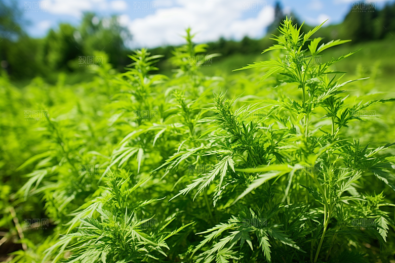 艾草蒿草艾叶摄影图