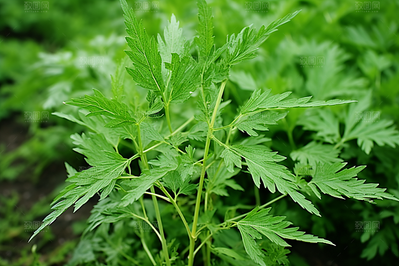 艾草高清传统文化摄影图