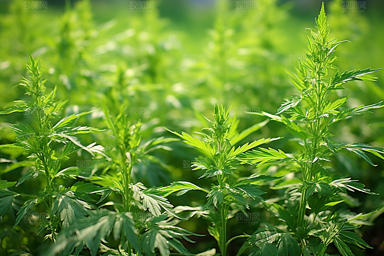 艾草高清清明摄影图