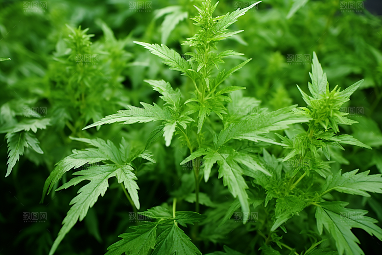 艾草美食清明摄影图