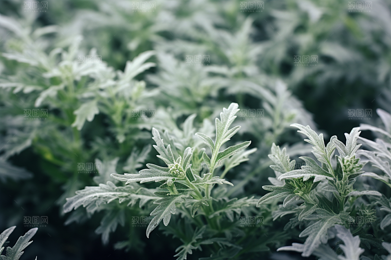 艾草蒿草糯叽叽摄影图