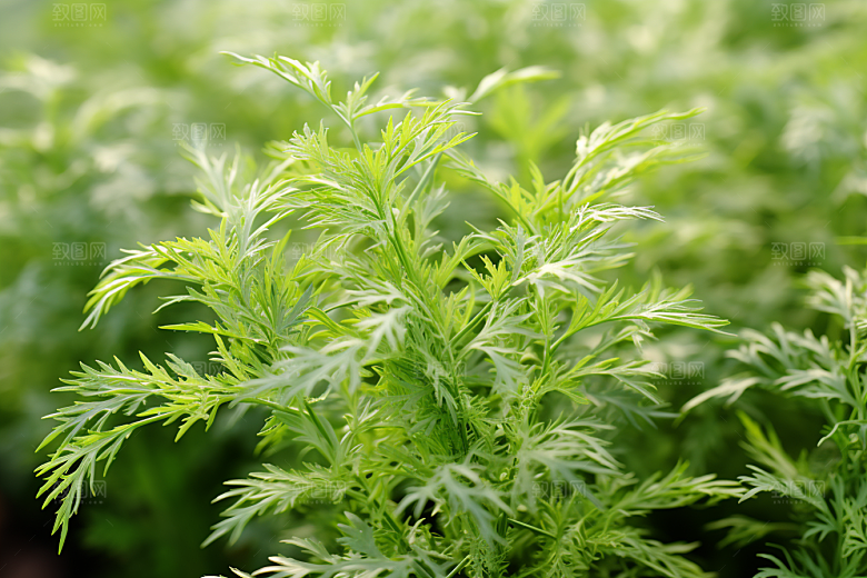 艾草糯米团蒿草摄影图
