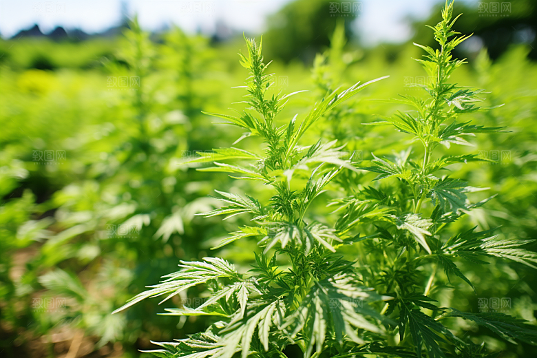 艾草蒿草清明摄影图