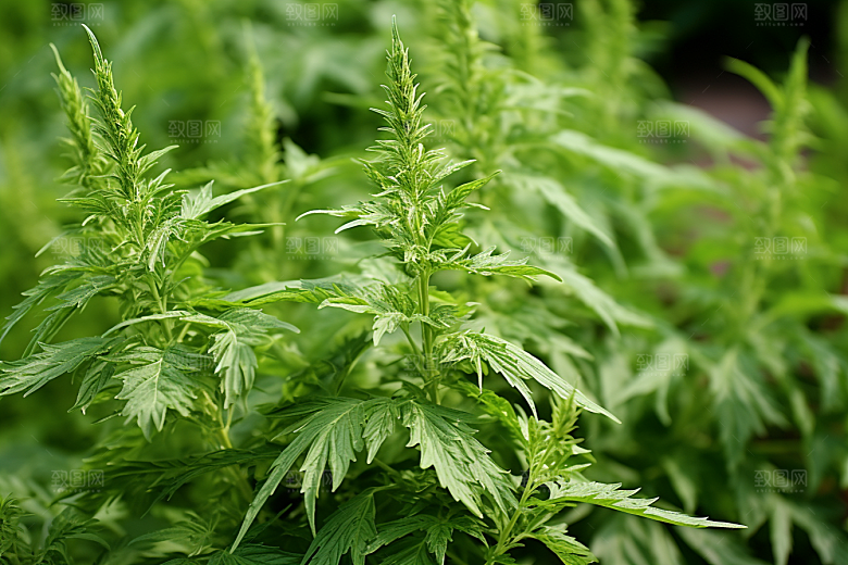 艾草青团清明摄影图