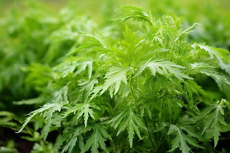 艾草蒿草美食摄影图