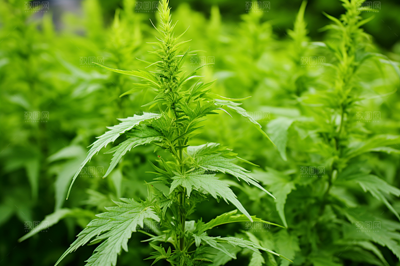 艾草清明蒿草摄影图