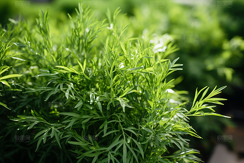 艾草清明艾叶摄影图