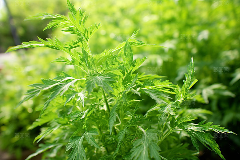 艾草糯米团糯叽叽摄影图