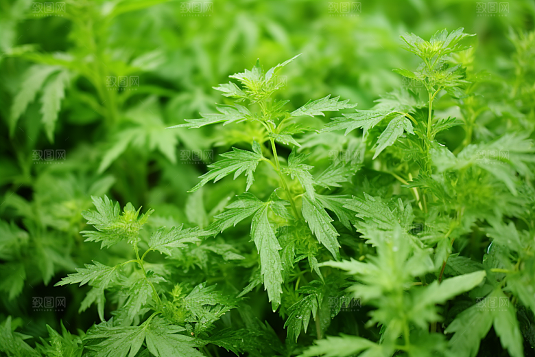 艾草糯叽叽青团摄影图