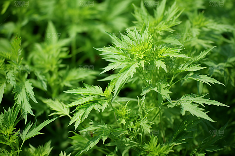 艾草艾叶传统文化摄影图