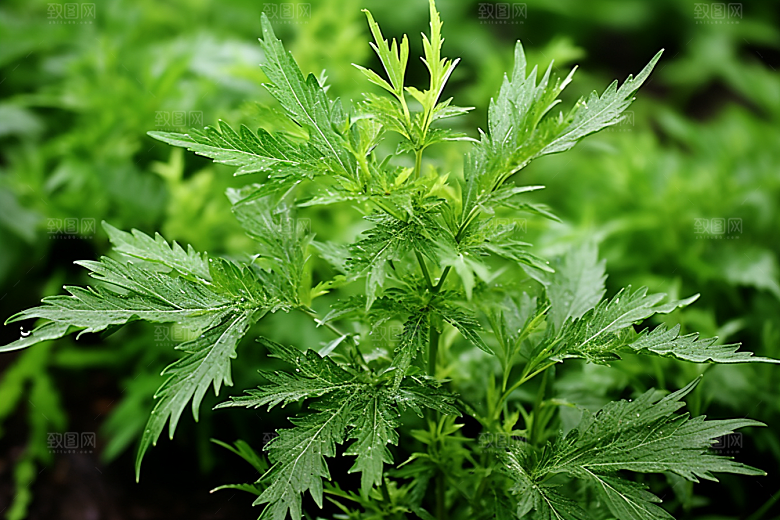 艾草清明美食摄影图