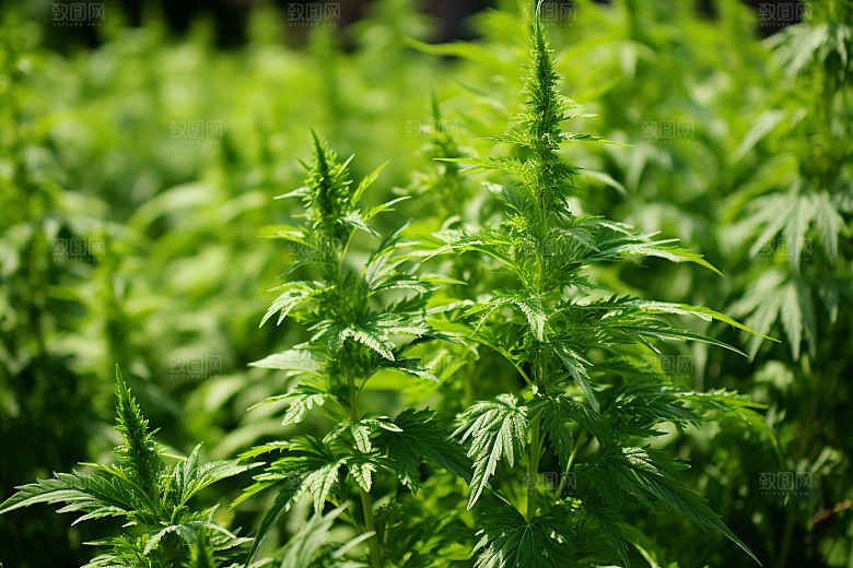 艾草美食糯叽叽摄影图