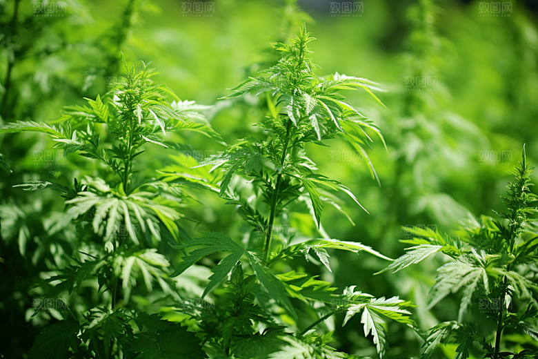艾草清明高清摄影图
