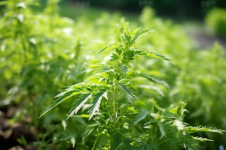 艾草高清艾叶摄影图