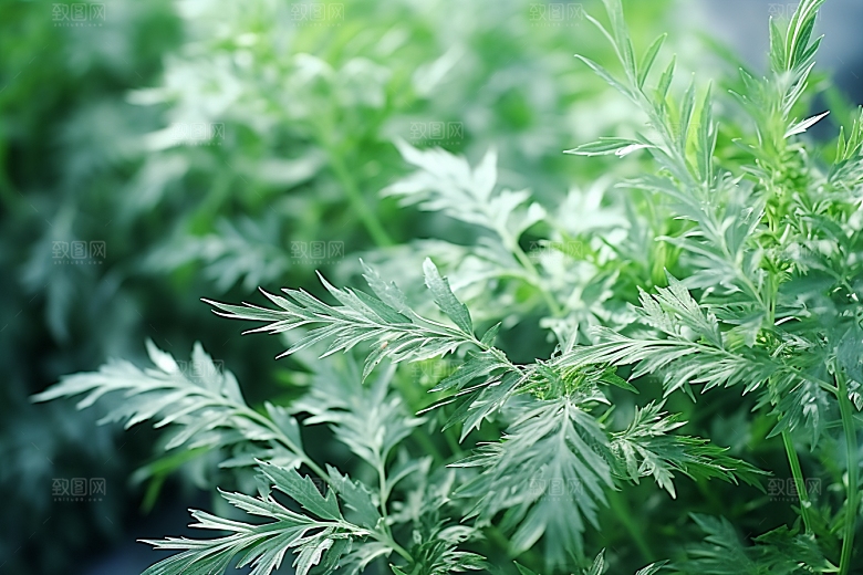 艾草美食蒿草摄影图