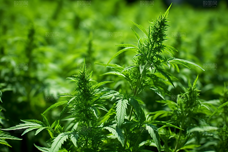 艾草传统文化青团摄影图