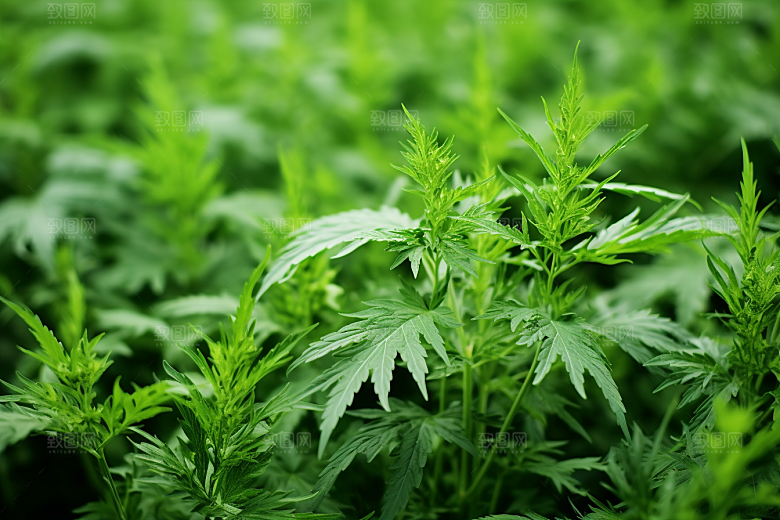艾草传统文化青团摄影图