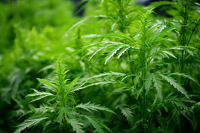 艾草糯米团中式糕点摄影图