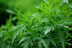 艾草糯米团清明摄影图