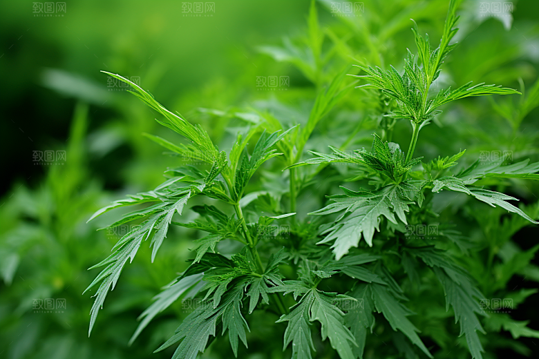 艾草糯米团清明摄影图