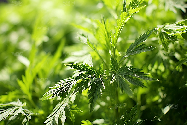 艾草传统文化中式糕点摄影图