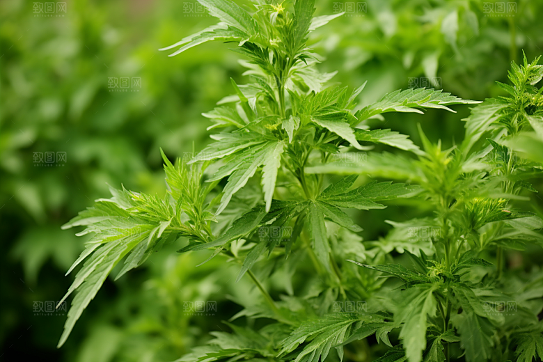 艾草美食清明摄影图