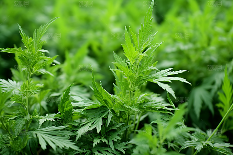 艾草中式糕点青团摄影图