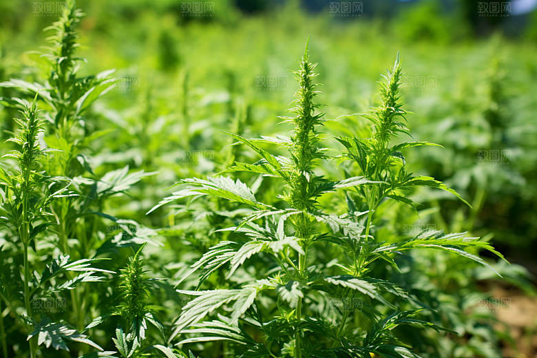艾草清明糯叽叽摄影图